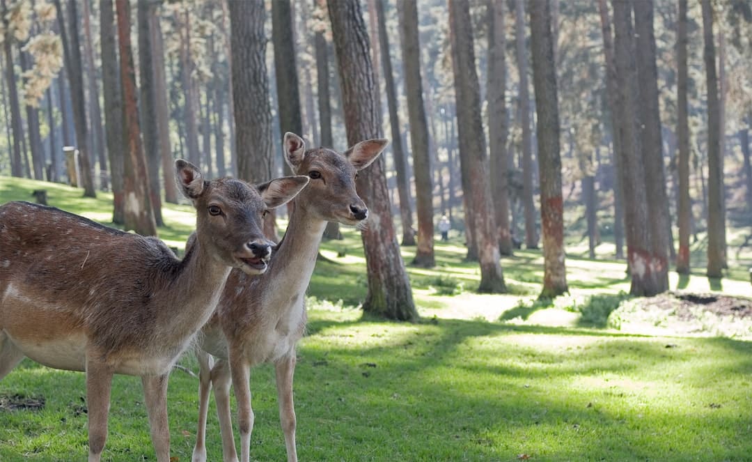 Photo animals