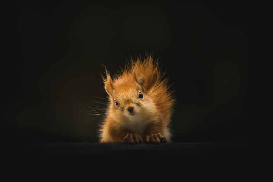Photo animals
