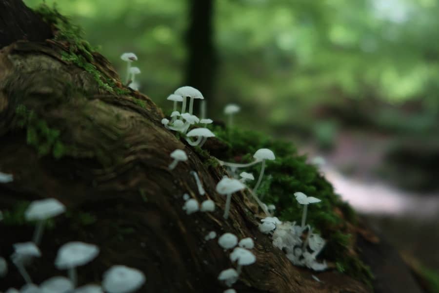 Photo Miniature worlds